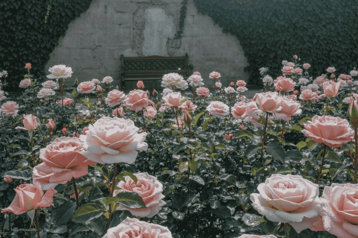<h1>🌹Organik Gül Suyu ile Cilt Temizliği Nasıl Yapılır?</h1>