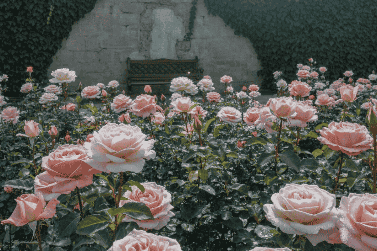 <h1>🌹Organik Gül Suyu ile Cilt Temizliği Nasıl Yapılır?</h1>